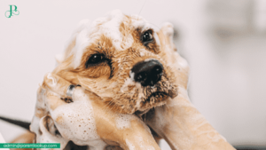 avoid unnecessary pet path